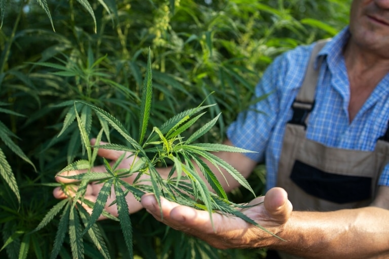 Le CBD - Tout comprendre sur son fonctionnement et ses bienfaits ! 10 Plant de Cannabis - CBD