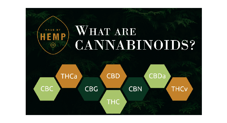 Les cannabinoïdes - Pourquoi sont-ils importants ? 4