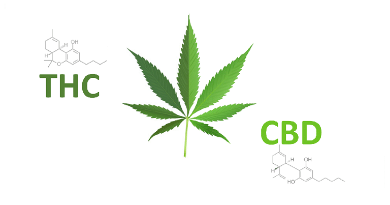 CBD ou THC : quelle différence ? 2 CBD ou THC : quelle différence ? 2