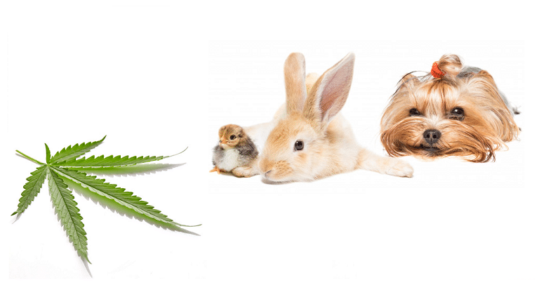 Le cannabidiol et les animaux