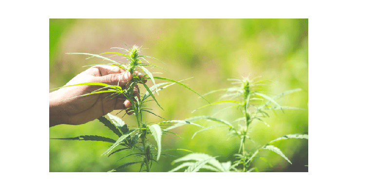 5 mythes sur le cannabis à fort taux de CBD 10 5 mythes sur le cannabis à fort taux de CBD 5