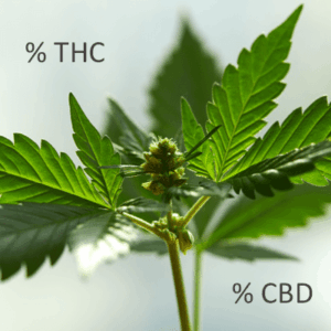 La vérité sur le taux de CBD des fleurs de chanvre à leur état naturel 2 La vérité sur le taux de CBD des fleurs de chanvre à leur état naturel 2
