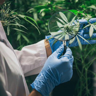 La vérité sur le taux de CBD des fleurs de chanvre à leur état naturel 4 La vérité sur le taux de CBD des fleurs de chanvre à leur état naturel 4