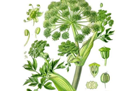 Tisane Vitalité - Trois racines miraculeuses 100 naturelles 1 Tisane Vitalité - Trois racines miraculeuses 100 naturelles 1