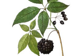 Tisane Vitalité - Trois racines miraculeuses 100 naturelles 3 Tisane Vitalité - Trois racines miraculeuses 100 naturelles 3