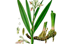 Tisane Vitalité - Trois racines miraculeuses 100 naturelles 2 Tisane Vitalité - Trois racines miraculeuses 100 naturelles 2