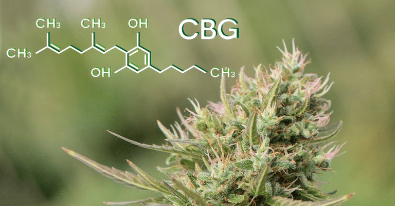 CBG & CBD - Les avantages d'une utilisation conjointe 10 CBG & CBD - Les avantages d'une utilisation conjointe 10