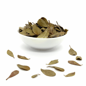 Busserole bio (raisin d'ours) - Feuilles entières pour tisane et infusion Busserole bio (raisin d'ours) - Feuilles entières pour tisane et infusion