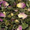 Tisane "Sérénité" | Anti-Stress, Détente & Relaxation Tisane "Sérénité" | Anti-Stress, Détente & Relaxation