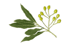 Huiles Essentielles : Litsée citronnée, Ravintsara et Romarin à Verbénone 1 Huiles Essentielles : Litsée citronnée, Ravintsara et Romarin à Verbénone 1