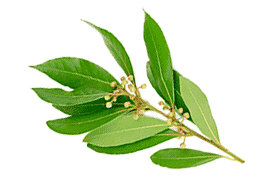 Huiles Essentielles : Litsée citronnée, Ravintsara et Romarin à Verbénone 2 Huiles Essentielles : Litsée citronnée, Ravintsara et Romarin à Verbénone 2