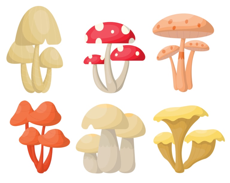 Champignon adaptogène: les secrets d'un superaliment naturel 5 Tout savoir sur les champignons adaptogènes