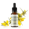 Fleur de Bach N°13 - Ajonc (Gorse) BIO Fleur de Bach N°13 - Ajonc (Gorse) BIO