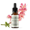 Fleur de Bach N°25 - Marronnier Rouge (Red Chestnut) BIO Fleur de Bach N°25 - Marronnier Rouge (Red Chestnut) BIO
