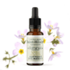 Fleur de Bach N°34 - Hottonie des Marais (Water Violet) BIO Fleur de Bach N°34 - Hottonie des Marais (Water Violet) BIO