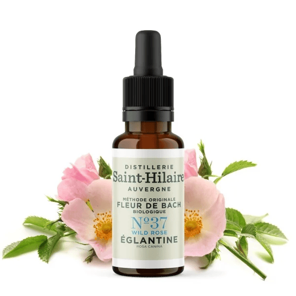 Fleur de Bach N°37 - Églantine (Wild Rose) BIO Fleur de Bach N°37 - Églantine (Wild Rose) BIO