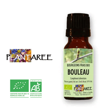 Bouleau BIO - Jeunes pousses - Gemmothérapie Bouleau BIO - Jeunes pousses - Gemmothérapie